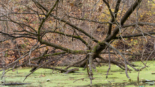 fallen tree into the water. water with garbage. ecology.