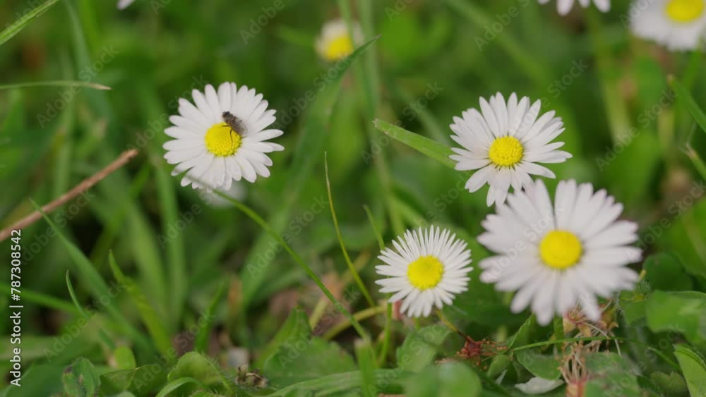 Chamomile flower. Blooming beautiful daisy flower. Chamomile in natural nature Chamomile flower. Blooming beautiful daisy flower. Chamomile in natural nature