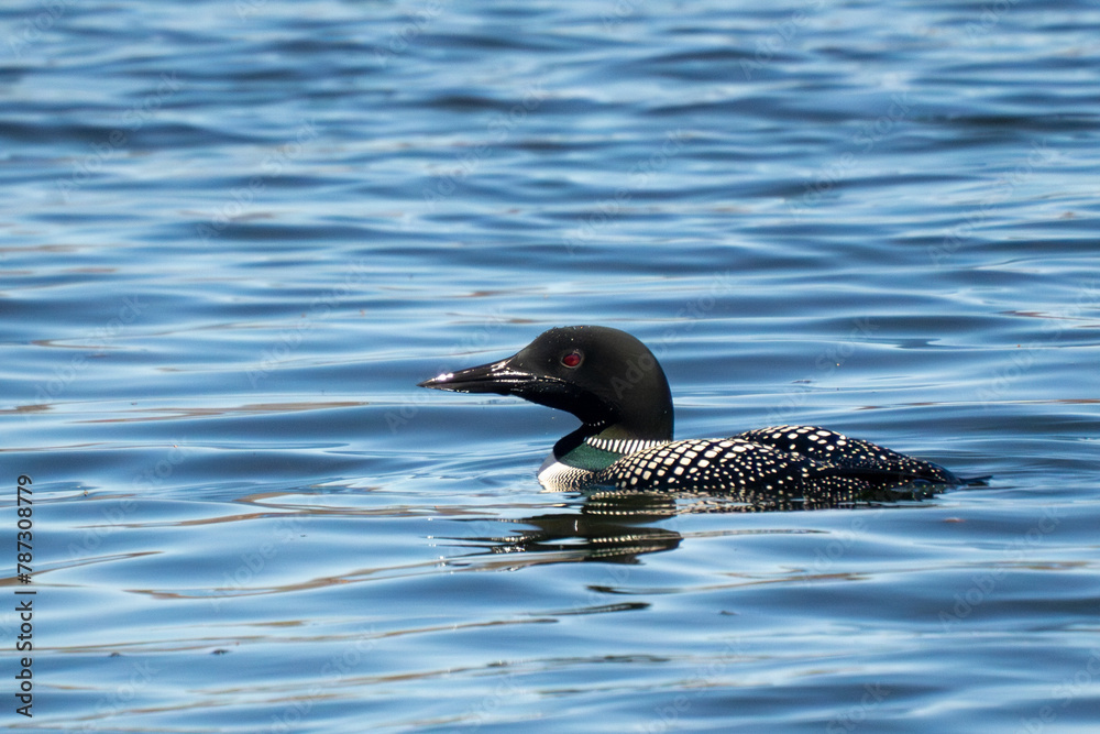 Foto Loon on the Water