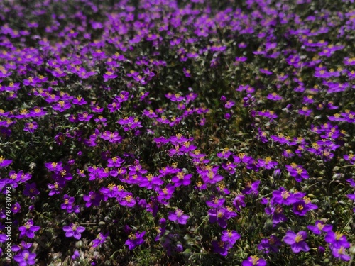 Arenaria púrpura o esparcilla (Spergularia purpurea)