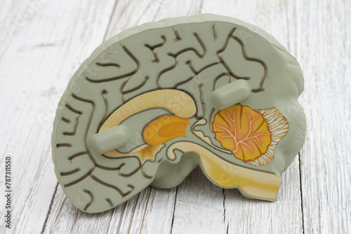 Model brain with anatomy photo