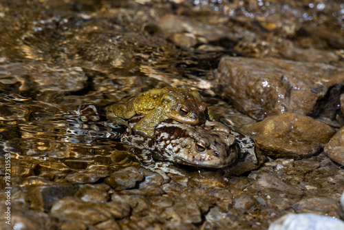 the love of two frogs, toads. one above the other on the shore of a small body of water. they rest and mate giving birth to tadpoles. The bodies blend in with the surrounding environment.
