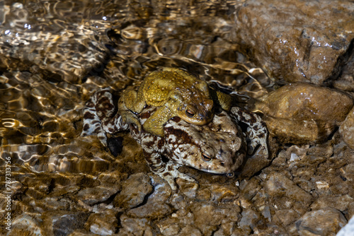 the love of two frogs, toads. one above the other on the shore of a small body of water. they rest and mate giving birth to tadpoles. The bodies blend in with the surrounding environment.