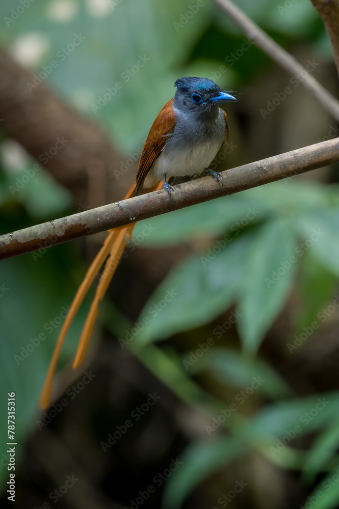 Amur Paradise-flycatcher The head is dark black, clearly contrasting with the gray chest. The tail is very long, may exceed 27 centimeters. The upper body, wings, and tail are dark brown. Chiang Mai, 