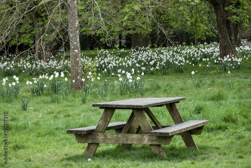 rustic picnic bench in the countryside with daffodils and trees in the background