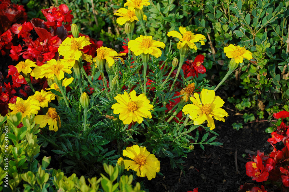 Bright Yellow Marigolds and Red Flowers in a Garden