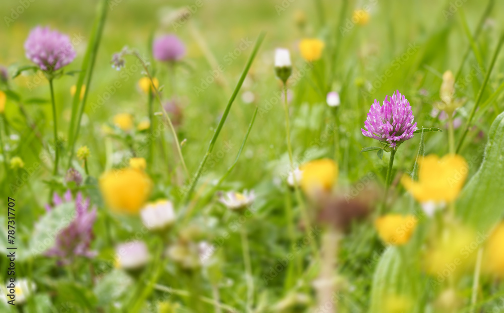 Red clover. Red clover or meadow clover (trifolium pratense) in the meadows of Euskadi. Red clover. Red clover or meadow clover (trifolium pratense) in the meadows of Euskadi.