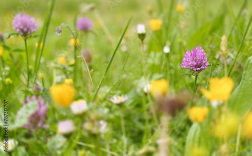 Red clover. Red clover or meadow clover (trifolium pratense) in the meadows of Euskadi.