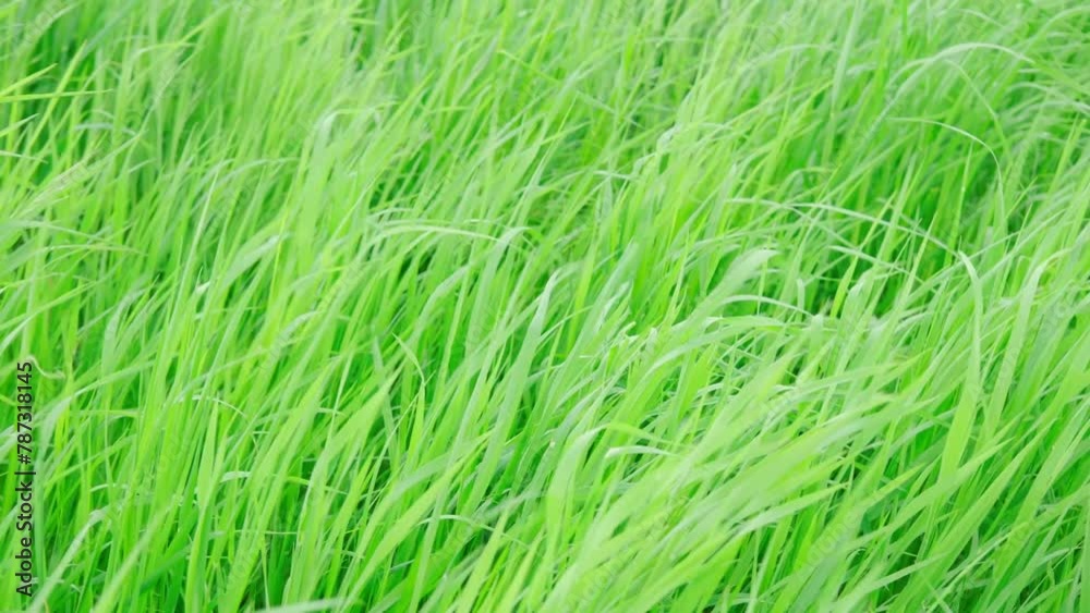 green fresh spring grass swaying, flutter in strong wind, stormy weather, Wind Gusts, natural blurred background, summertime season, environmental concept, Beautiful nature scene green fresh spring grass swaying, flutter in strong wind, stormy weather, Wind Gusts, natural blurred background, summertime season, environmental concept, Beautiful nature scene
