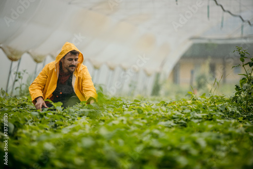 Fototapeta Naklejka Na Ścianę i Meble -  Male farmer using a irrigation system for a greenhouse plant growth