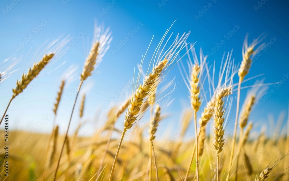A vibrant image capturing the essence of a golden wheat field under a clear blue sky, highlighting the beauty of agricultural landscapes. A vibrant image capturing the essence of a golden wheat field under a clear blue sky, highlighting the beauty of agricultural landscapes.