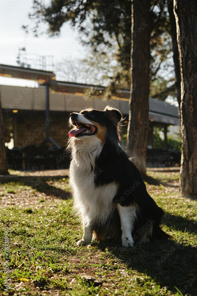 A black tricolor fluffy Australian Shepherd sits in a spring park on a green meadow poses beautifully. A charming playful dog on a morning walk. Portrait of happy pet.