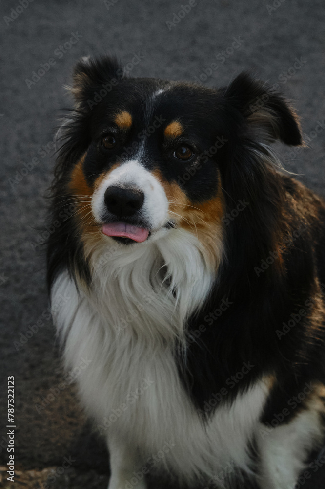 Black tricolor Australian Shepherd sits on a path in a spring park. A charming beautiful dog shows its tongue and makes grimaces outside.