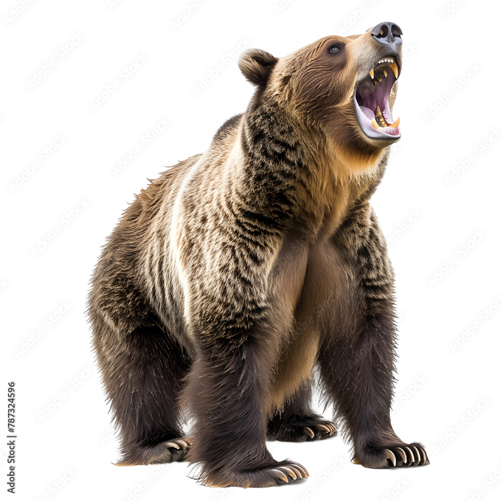 Fototapeta premium Grizzly Bear Stands Roaring Fiercely Isolated on a White Background