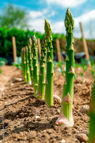 asparagus grows in the garden. selective focus.