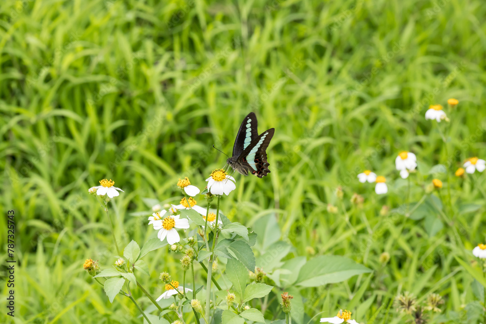 Beautiful common bluebottle (Graphium sarpedon) butterfly on the flower. Beautiful common bluebottle (Graphium sarpedon) butterfly on the flower.