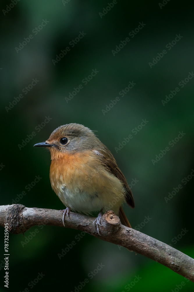 Hill Blue Flycatcher It resembles a dark blue throated insect catcher. But the side of the head is grey-brown, clearly different from the orange neck. The corner of the eye is darker.