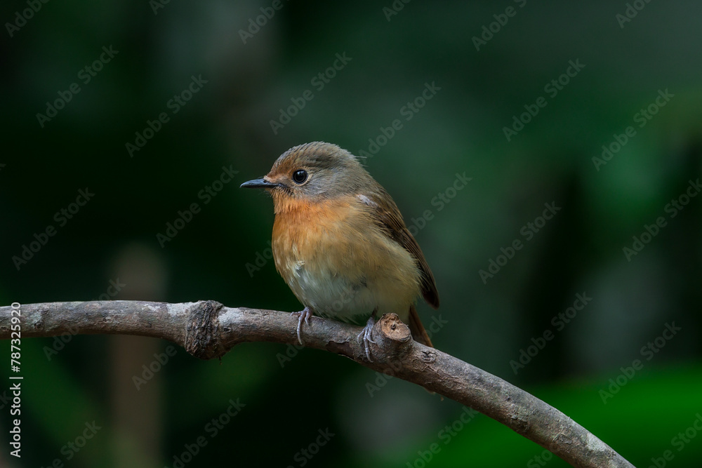 Hill Blue Flycatcher It resembles a dark blue throated insect catcher. But the side of the head is grey-brown, clearly different from the orange neck. The corner of the eye is darker.