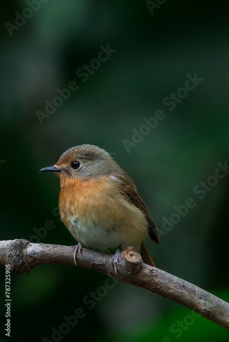 Hill Blue Flycatcher It resembles a dark blue throated insect catcher. But the side of the head is grey-brown, clearly different from the orange neck. The corner of the eye is darker.