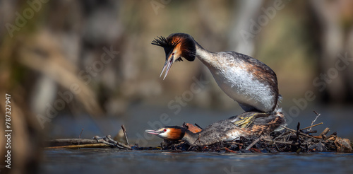 Podiceps cristatus mate together, have spring courtship and perform the act of love.