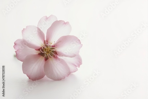 Cherry blossom isolated on white background