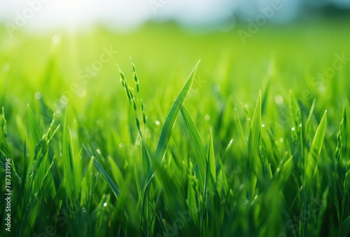 Wheat grass on a field of green grass