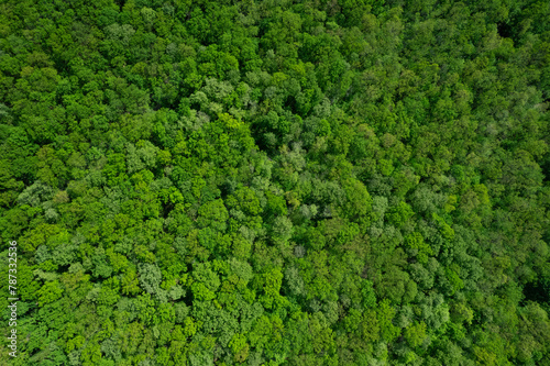 Aerial view of forest,ecosystem and healthy environment. Texture of green tree forest.