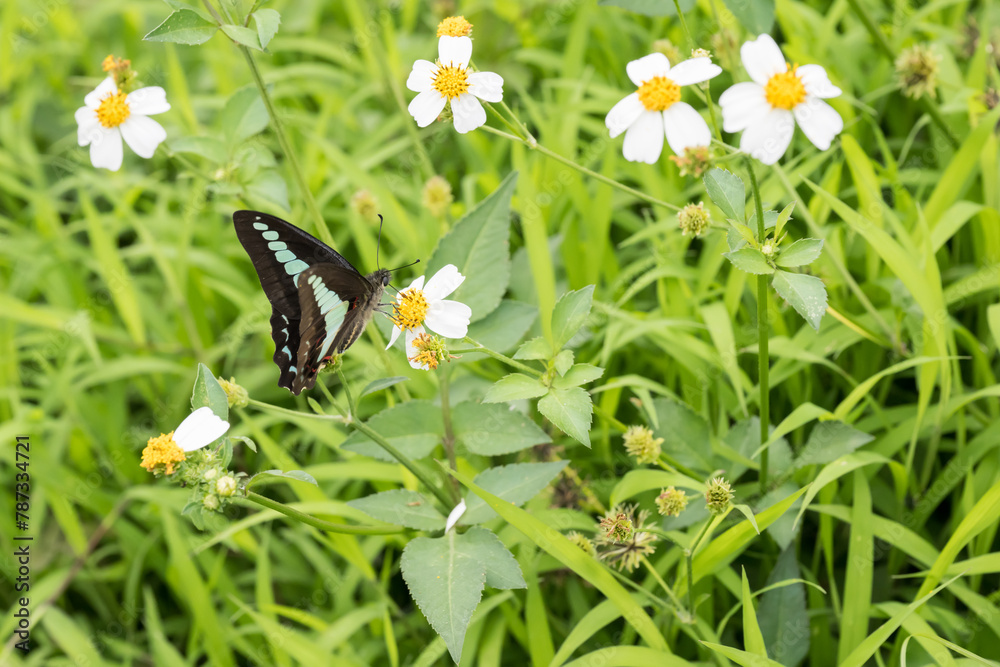 Beautiful common bluebottle (Graphium sarpedon) butterfly on the flower. Beautiful common bluebottle (Graphium sarpedon) butterfly on the flower.