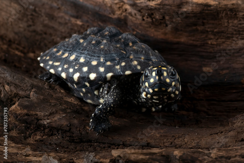 Spotted pond turtle on a big log