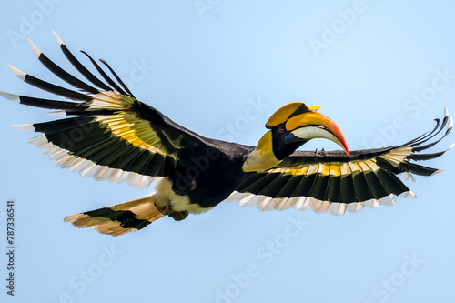 The bill and large hump are yellow. The face is black. The throat is white or yellowish-white. The body is black. The wings are black with a wide yellow stripe running down the middle of the wings. © Pluto Mc