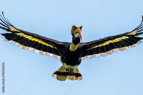 The bill and large hump are yellow. The face is black. The throat is white or yellowish-white. The body is black. The wings are black with a wide yellow stripe running down the middle of the wings.