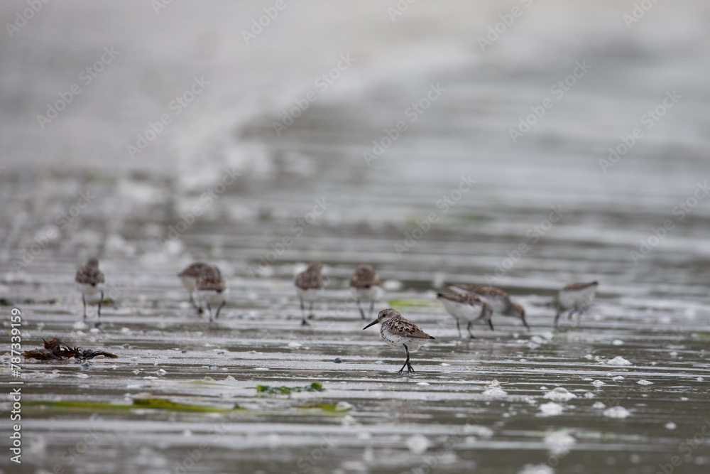 Western sandpipers, Calidris mauri, wading along a deserted shoreline searching for food, near McMicking Inlet, Central British Columbia, Canada