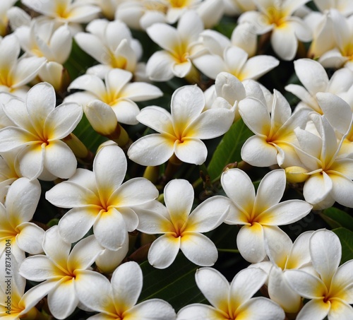 a bunch of white flowers with yellow centers and yellow petals