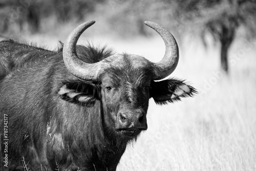 Cape Buffalo photo