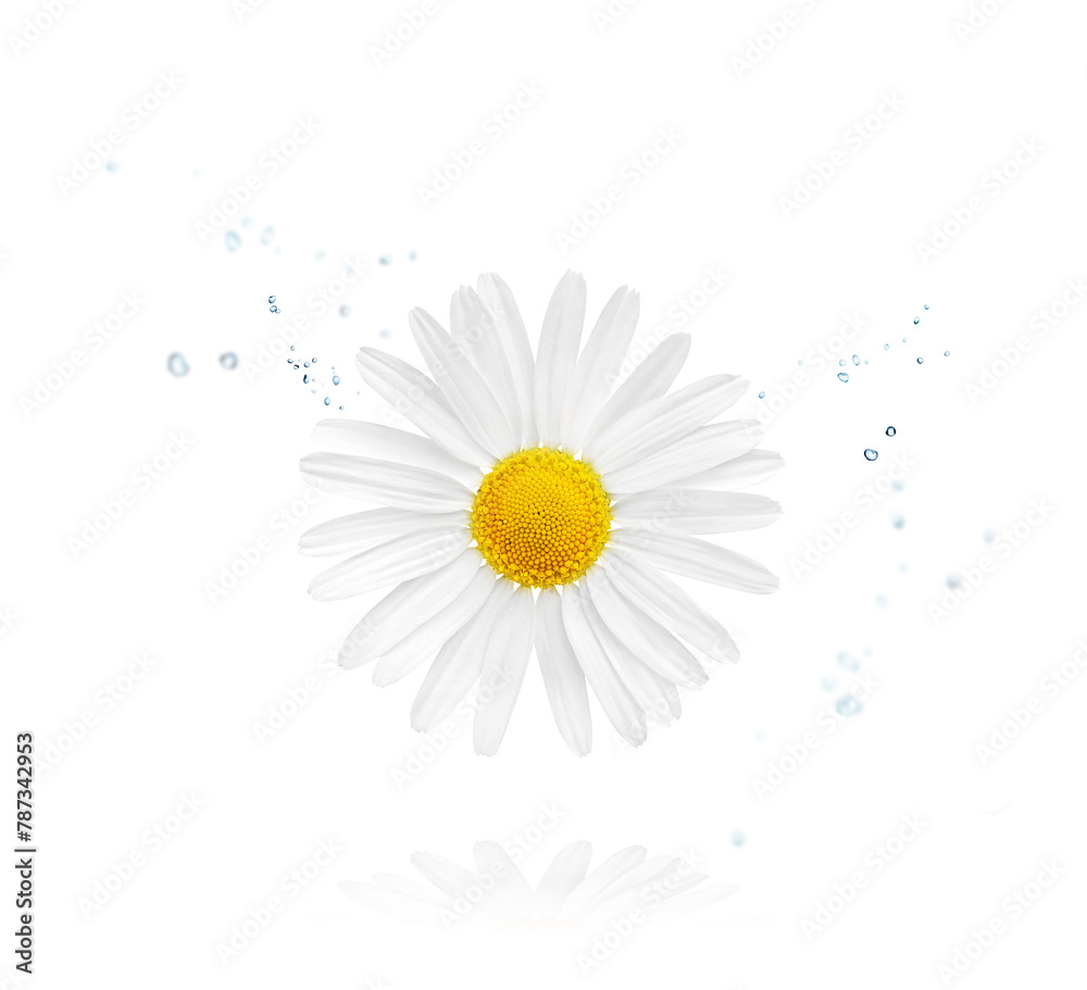Chamomile flower isolated on white background. Camomile medicinal plant, herbal medicine and natural ingredient for skincare beauty products. - obrazy, fototapety, plakaty 