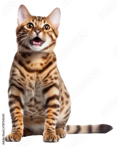 PNG Bengal cat animal mammal kitten. © Rawpixel.com