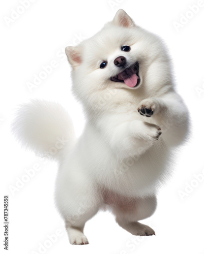 PNG Happy smiling dancing dog mammal animal white.