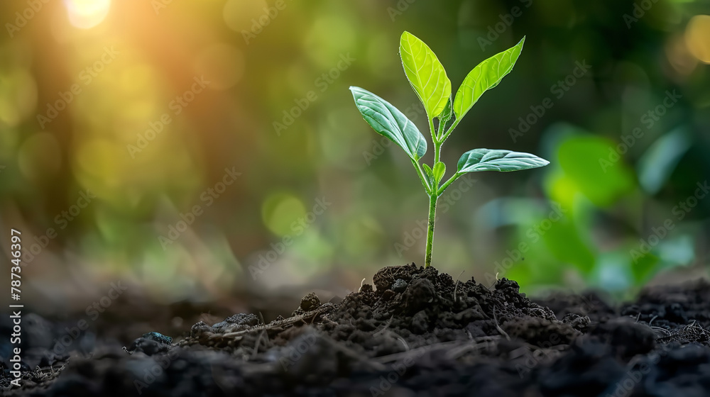 plant in the ground