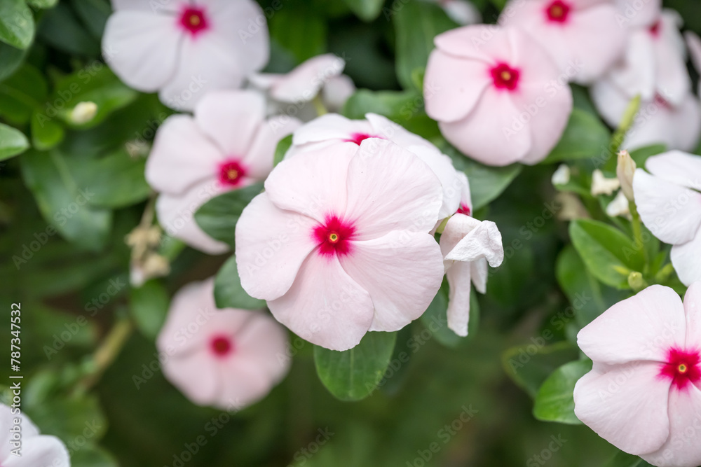 Fototapeta premium Beautiful blooming Pericuinkle flowers.