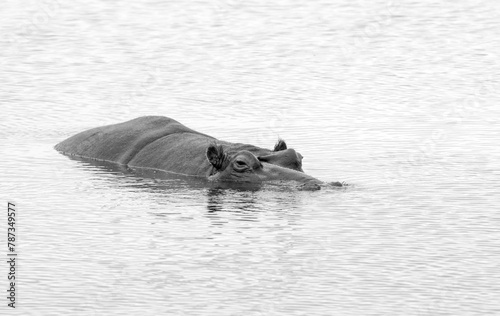 Hippopotamus