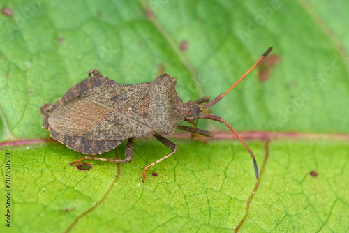 Closeup on the EUropean common dock bug, Coreus marginatus sitting on a green leaf photo