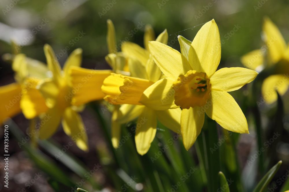 Yellow daffodil flowers on a sunny spring day in the garden.