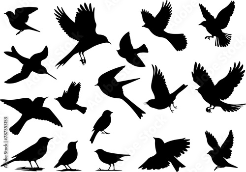 Set de silhouettes de divers oiseaux en vol et au sol, corbeau, merle, rouge-gorge, hirondelle, moineau,  photo