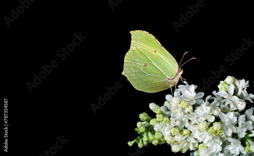 bright yellow butterfly on a white flowers. butterfly on lilac flowers in dew...