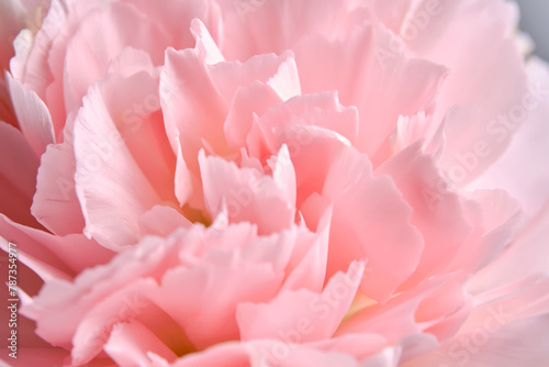 Abstract background with aster flower closeup.