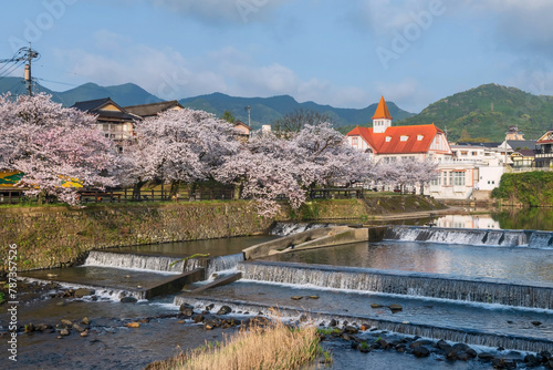 Siebold no Yu and sakura cherry tree by river at Ureshino, Saga © Blanscape