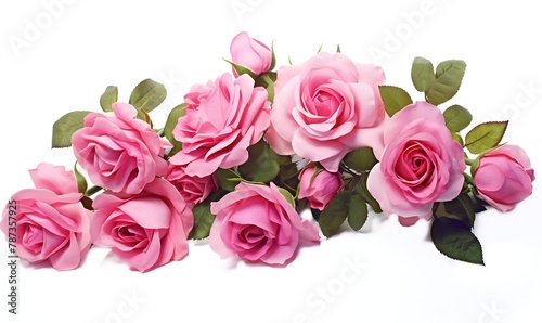 Pink roses isolated on a white background
