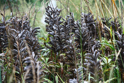 Morning in august. A meadow fragment with a wild-growing lupinus. Solid original wall of dark dry pods.