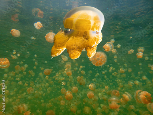 Jellyfish lake, island Eil Malk Palau.