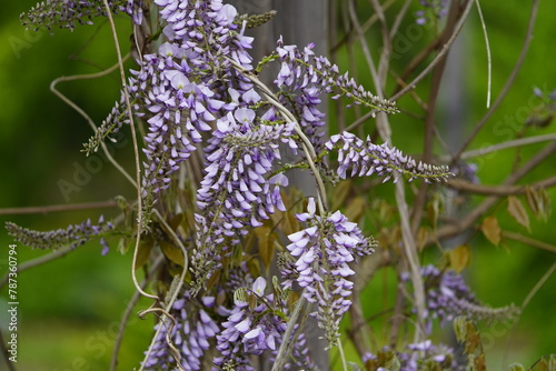 Wisteria (also spelled Wistaria or Wysteria) is a genus of flowering plants in the pea family, Fabaceae. Hanover, Germany. photo